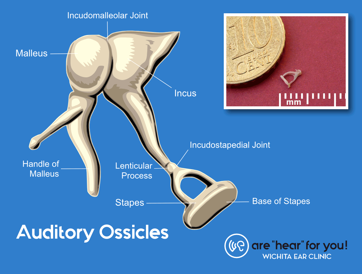 Auditory Ossicles